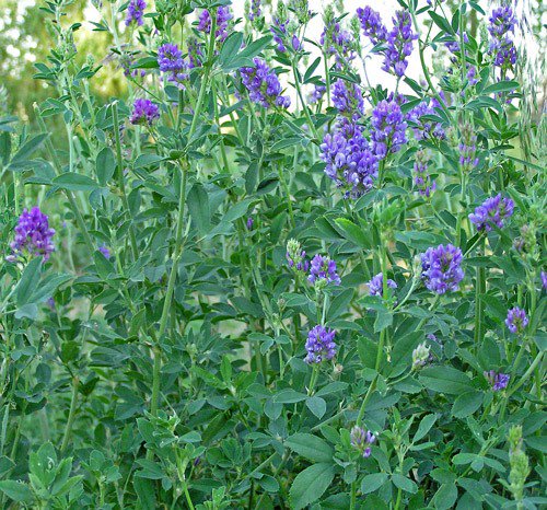 poscosecha's tweet photo. DIMITRA, variedad de #alfalfa de óptima resistencia al frío y productividad @intersemillas #inoculada con #Rhizobium https://t.co/xRGVLRxzEY https://t.co/3aTqlCqzzf