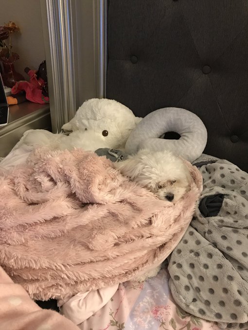 Goodnight my loves and darling!!! That's my little Payton!!! https://t.co/wMOYQQ1ueV<a href="/tag/stopkillingtranswomen"class="tags"><span>#stopkillingtranswomen</span></a>