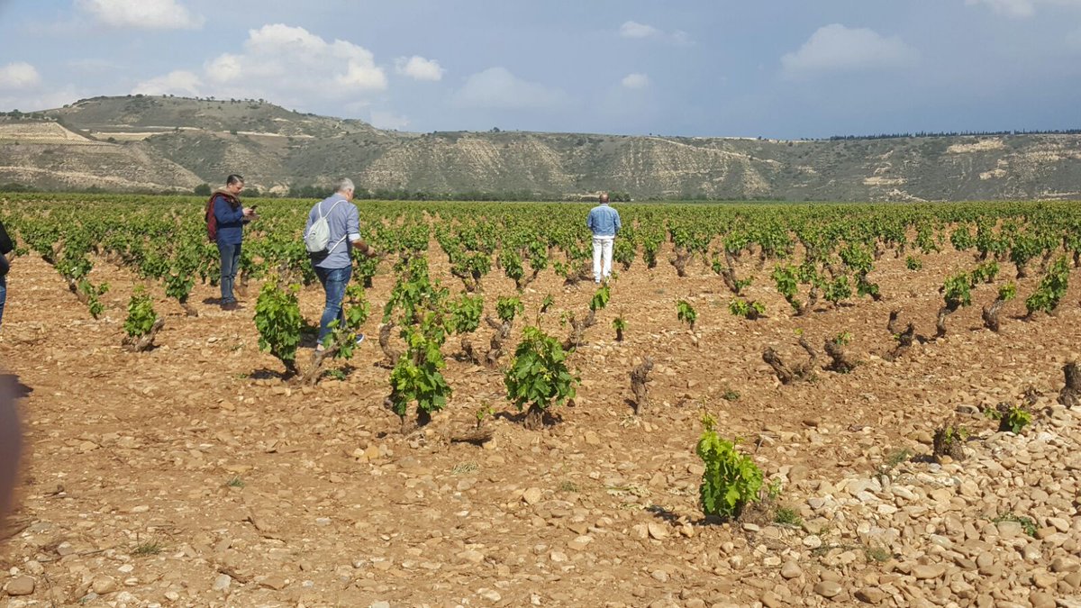 Rioja Wine España tweet media