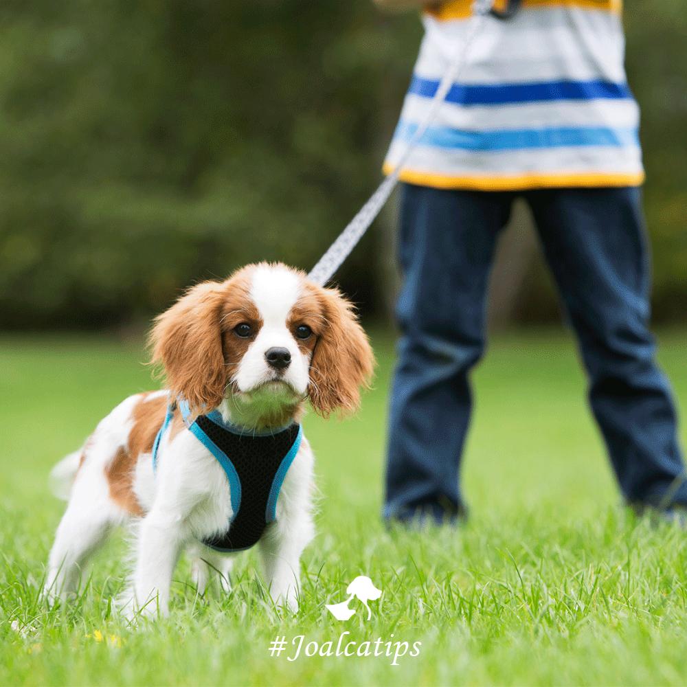 joalcapets's tweet photo. Una manera de lograr que esté tranquilo es proporcionarle paseos largos y de calidad, siempre adaptados a su ritmo y condición.  #JoalcaTips https://t.co/sMDdT7TIGX