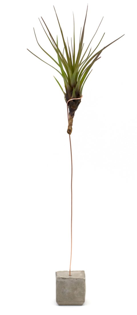 Cuemars's tweet photo. Lots of airplants on our website and shop #airplant #concretemaker #tillandsia #cuemars
https://t.co/2gKAuEXcWG https://t.co/PTZONsvUhR