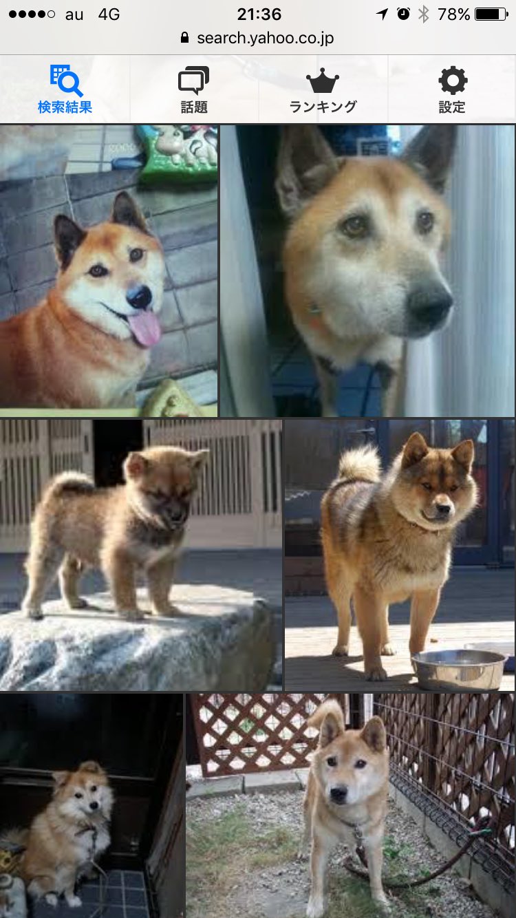 ぶん チビって三河犬なんだs D 三河犬て初めて聞いた T Co 5ffqdn0bxq Twitter