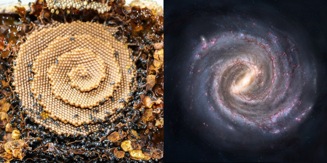 Η σπειροειδής κατανομή του γόνου της Αυστραλιανής μέλισσας Sugarbag και μια καλλιτεχνική απεικόνιση του γαλαξίας μας.