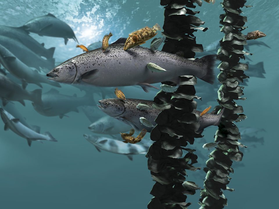 Expert tips for feeding your cleaner fish from Marine Harvest bit.ly/2qW8cHc