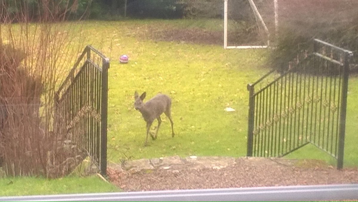 Hillhead Charity tweet media