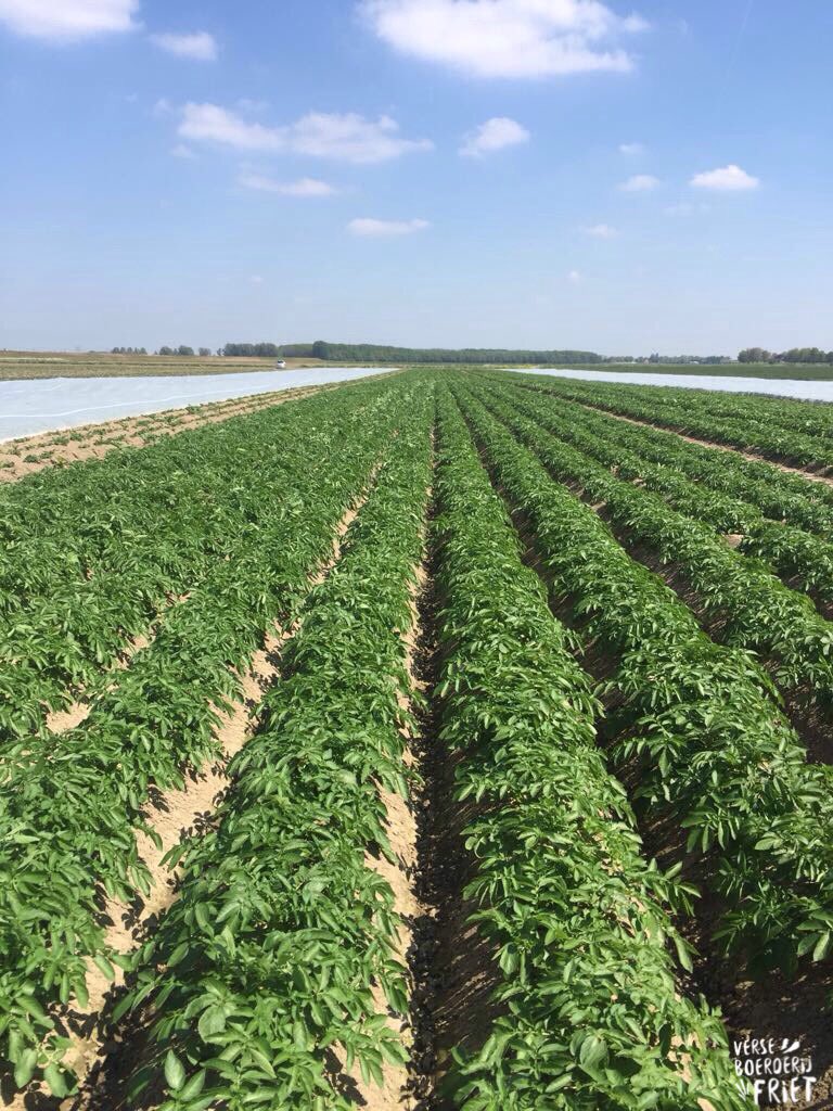 Boerderij_Friet's tweet photo. Het doek is van de eerste aardappels afgehaald. Altijd spannend hoe de aardappels eronder vandaan komen. https://t.co/ygRhU5qosL