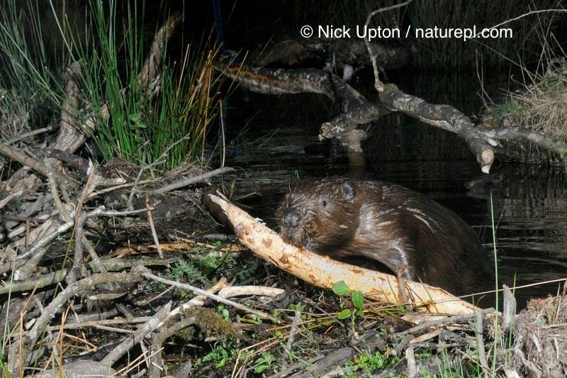 CornwallBeaver's tweet photo. Learn about how we're working with @Woodland_Valley Farm to show how beavers can be a benefit to rural communities. https://t.co/4BTxiltz6b https://t.co/8M8BcDpoLU