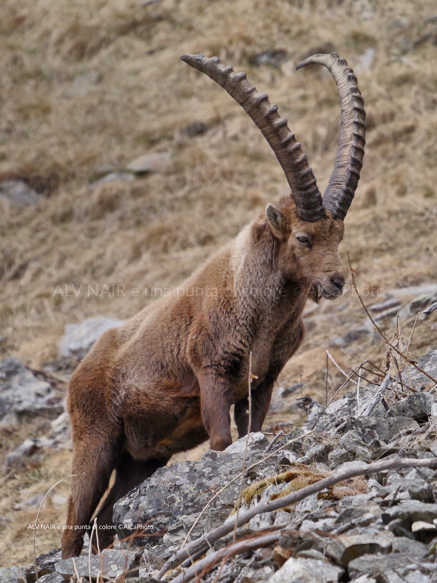 AlCaPhoto1's tweet photo. The King #graubünden #visitswitzerland @graubuendner @SwissEmotions @MySwitzerland_d @EngadinStMoritz #alps #switzerland #mountains #ibex https://t.co/yAclSQqDeu