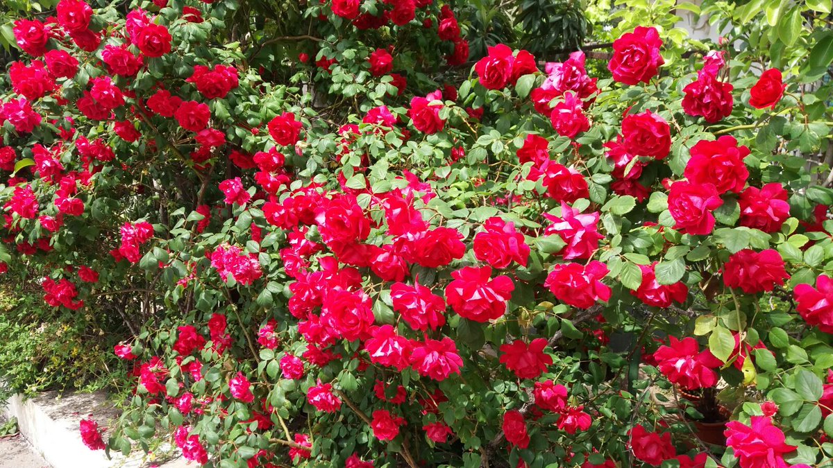 "Somos duendes de siete colores que pintan las flores de rojo carmín",
preciosa canción que aprenderemos pronto para tararearla en primavera