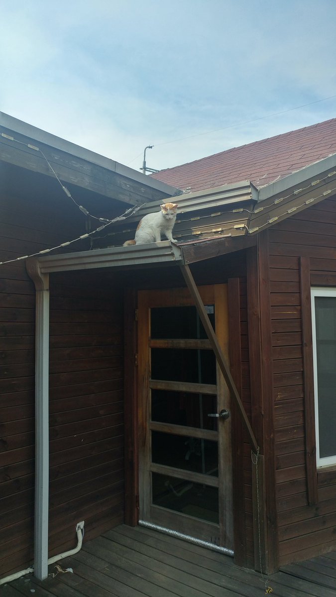 넌 우리집 지붕에서 뭐하세요