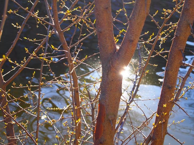 cschaeferhoff's tweet image. Spring in #Berlin via @slowberlin and their Readers’ Gallery buff.ly/2qNOPQw #photos #streetview #travel #spring