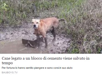 Legato a un pesante blocco di cemento, nelle vicinanze di un lago, è stato salvato appena in tempo... #VIDEO