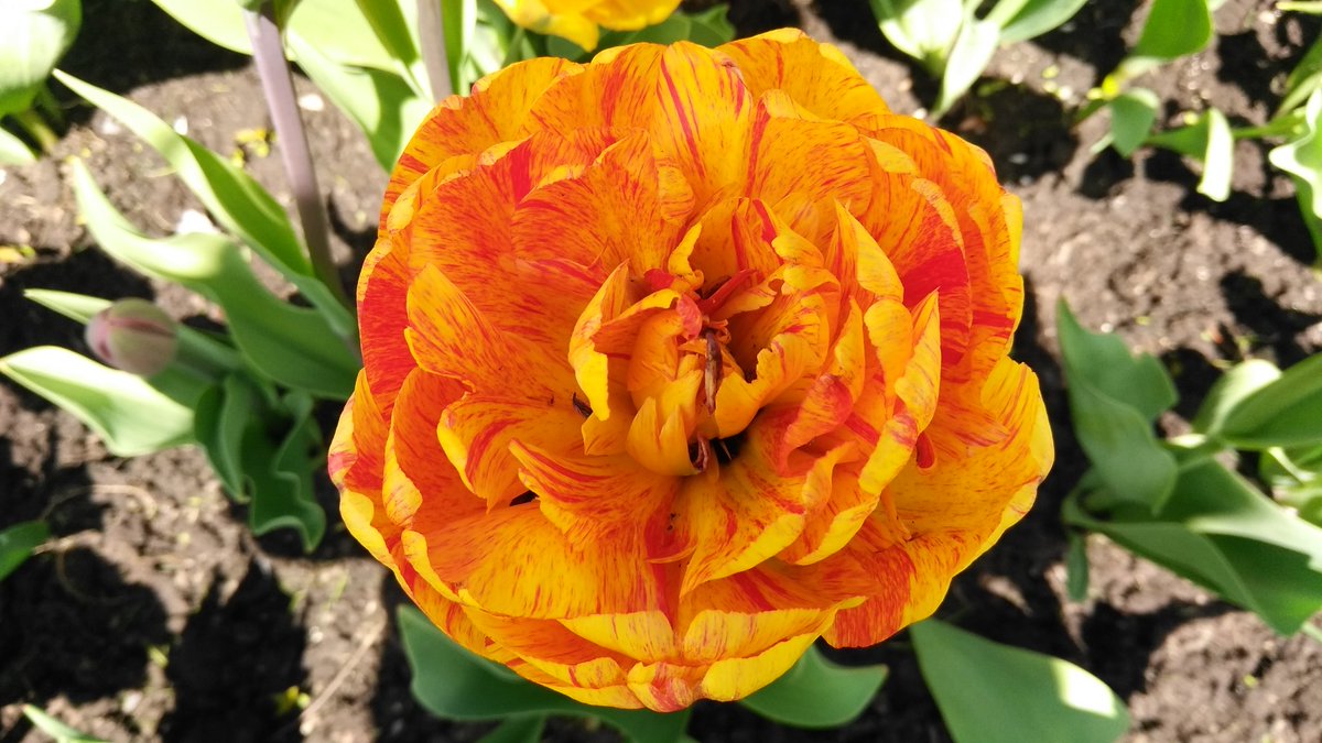 1MillionTulips's tweet photo. One Million Tulips #Dowslake Canadian Tulip Festival #ParrotTulip #DoubleBlooms #TulipParade #TulipDreams #TulipBlooms #RideauCanal #Rrtweet https://t.co/wWNCzxuP5t