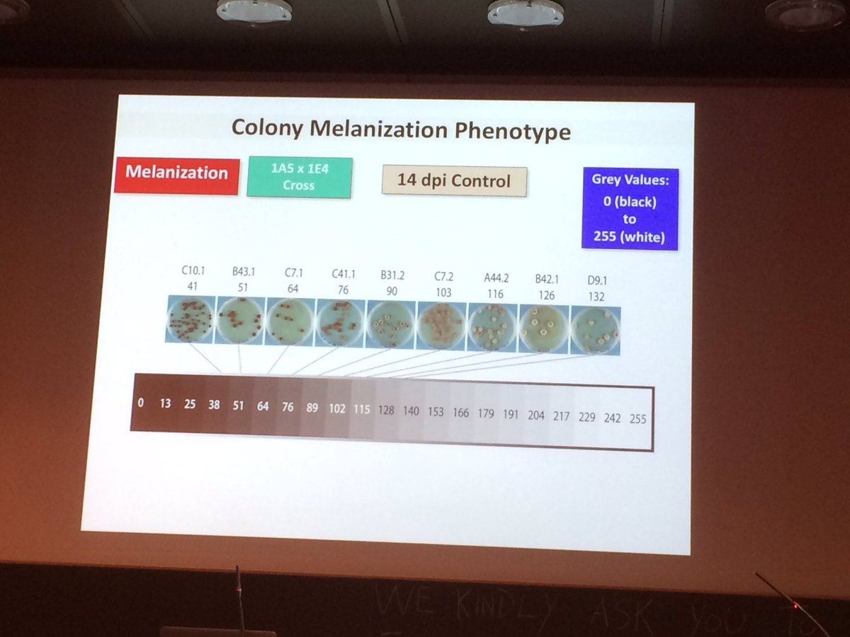 pascal_frey's tweet photo. #pathpopgen Bruce McDonald: for Zymoseptoria tritici there are 255 shades of grey, not 50! https://t.co/ZmOlrOdjpG