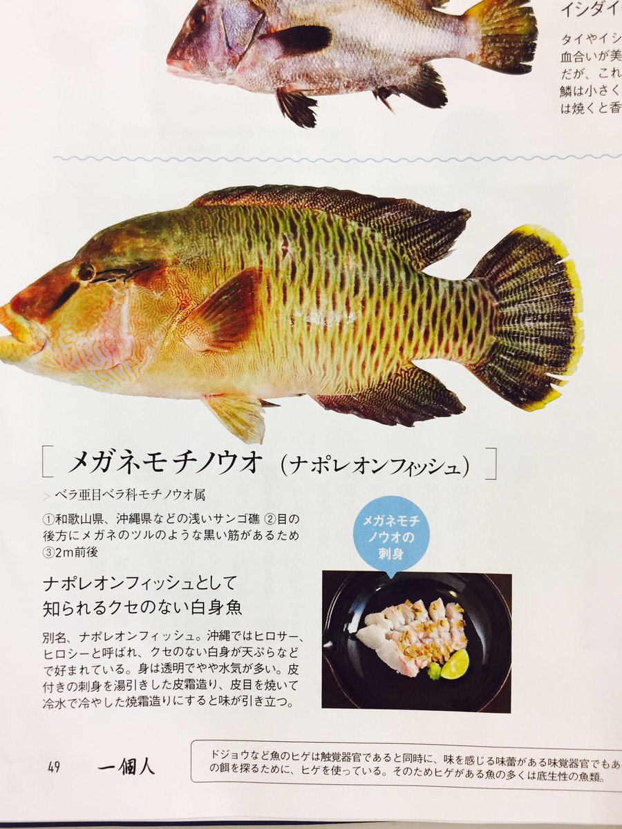 注目の魚 注目の魚
