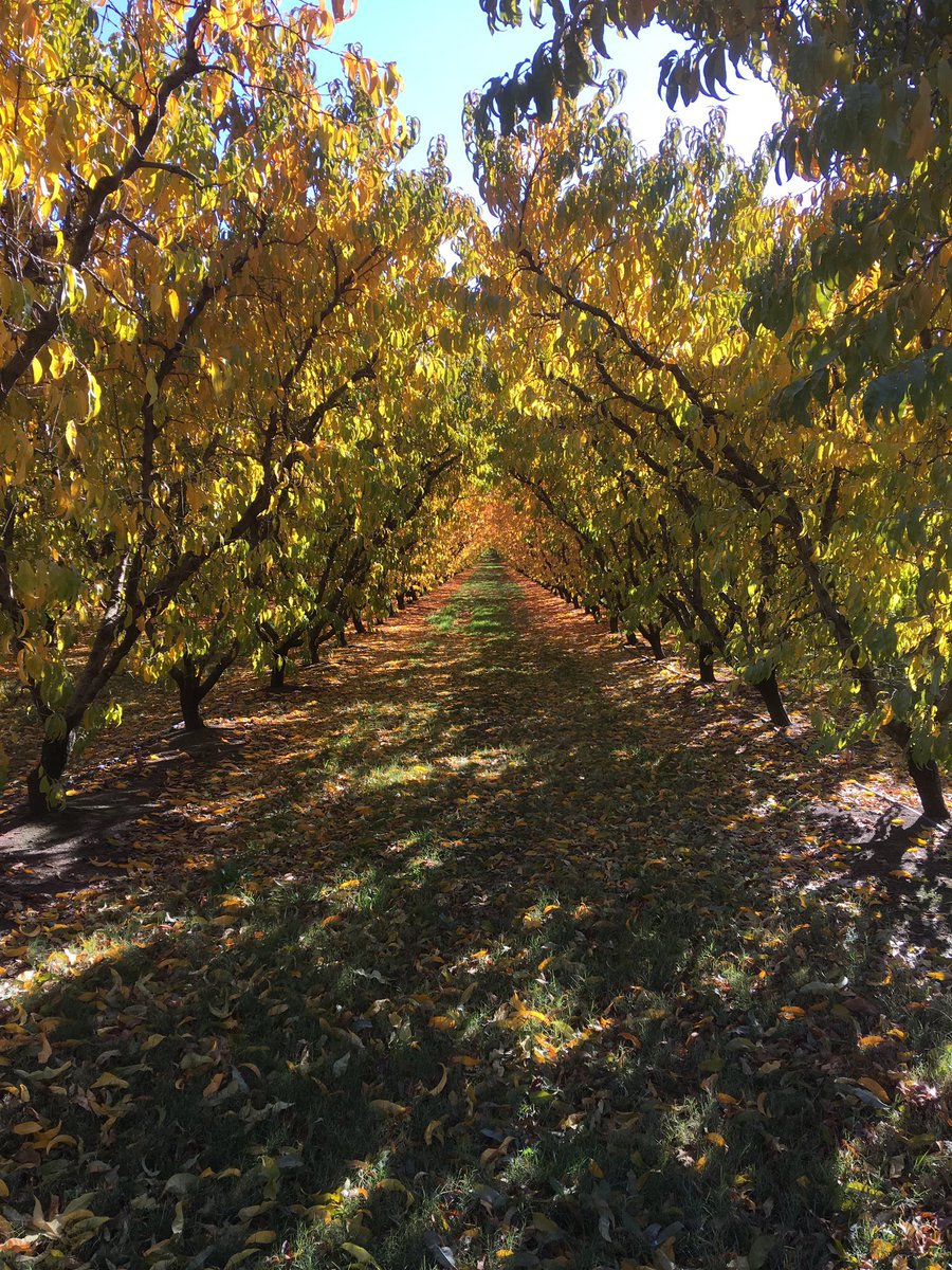 kerr_gemma's tweet photo. @JaneBunn awesome Autumn day in Cobram that my dad @barry_d_kerr captured #janesweather https://t.co/PHSORvI1ha