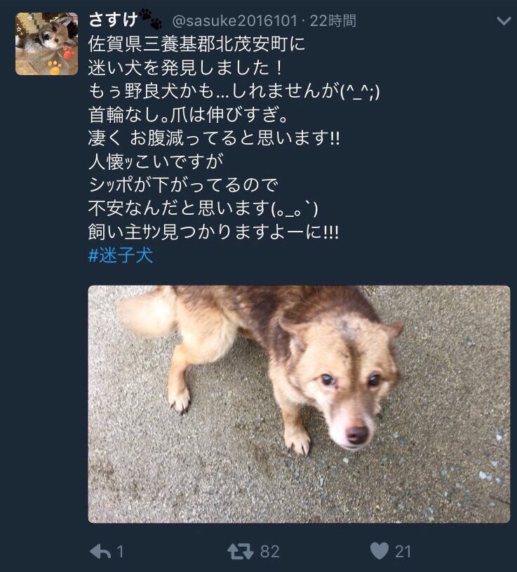 雑種犬 さすけ 心配していたワンコ が 佐賀県犬猫譲渡センター いっしょけんね に 居ました まだ生きています しかし まだ安心は出来ません もぅ飼い主は現れないと思うので 里親サンを探しています 迷子犬 里親募集中 犬好きさんと繋がり 雑種犬 さすけ 心配していたワンコ が 佐賀県犬猫譲渡センター いっしょけんね に 居ました まだ生きています しかし まだ安心は出来ません もぅ飼い主は現れないと思うので 里親サンを探しています 迷子犬 里親募集中 犬好きさんと繋がり