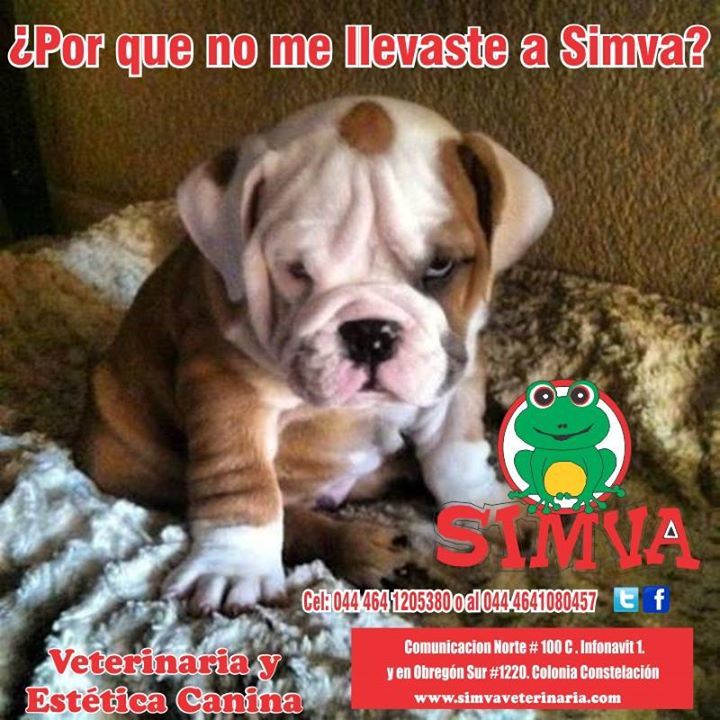 simvaveterinari's tweet photo. #Simva Veterinaria a tus ordenes ............ al 464 1205380 o 464 1080457 o visitanos en nuestras 2 direcciones https://t.co/nRuZHxgwvz