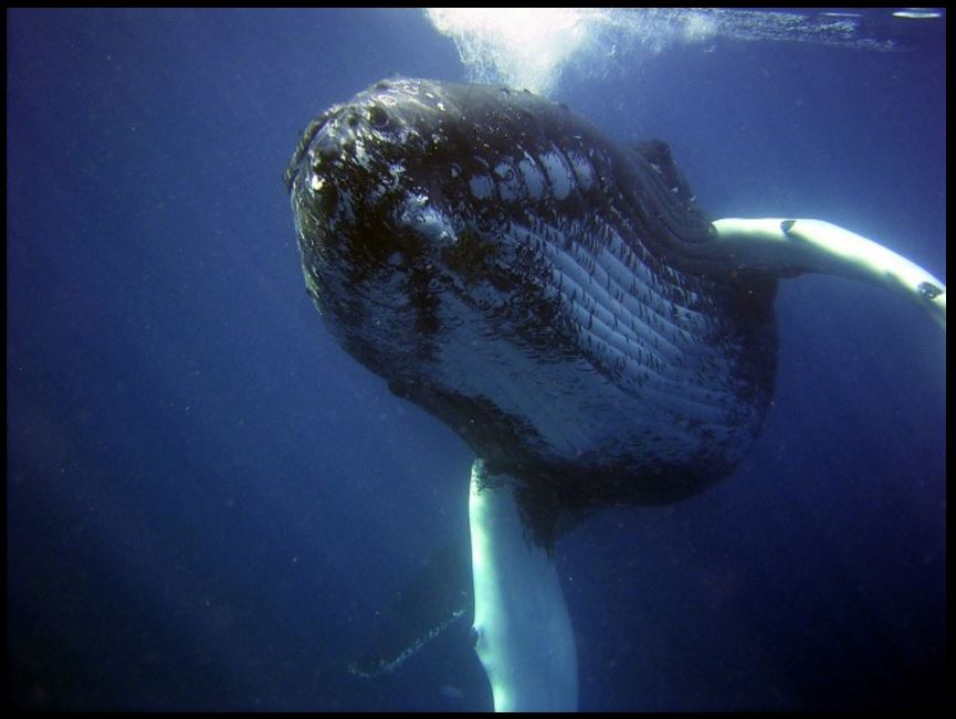 irukamo_irukara's tweet image. #クジラ　#Whell　#水生生物
