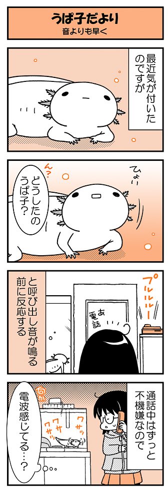 【うぱ子だより21】毎週水曜公開のウーパールーパー・うぱ子(6才)と飼い主のふんわり4コマ。気になってます。 #うぱ子だより ■単行本も発売中～(https://t.co/bXx8nnXide)■ 