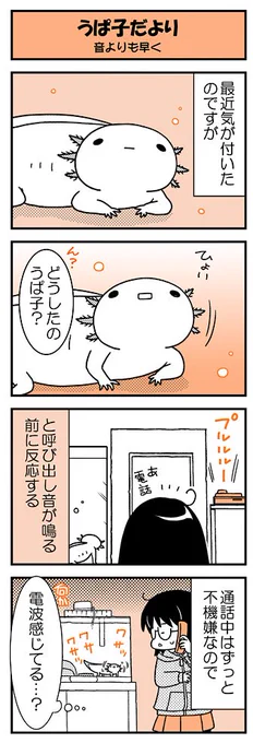 【うぱ子だより21】毎週水曜公開のウーパールーパー・うぱ子(6才)と飼い主のふんわり4コマ。気になってます。 #うぱ子だより ■単行本も発売中～(https://t.co/bXx8nnXide)■ 