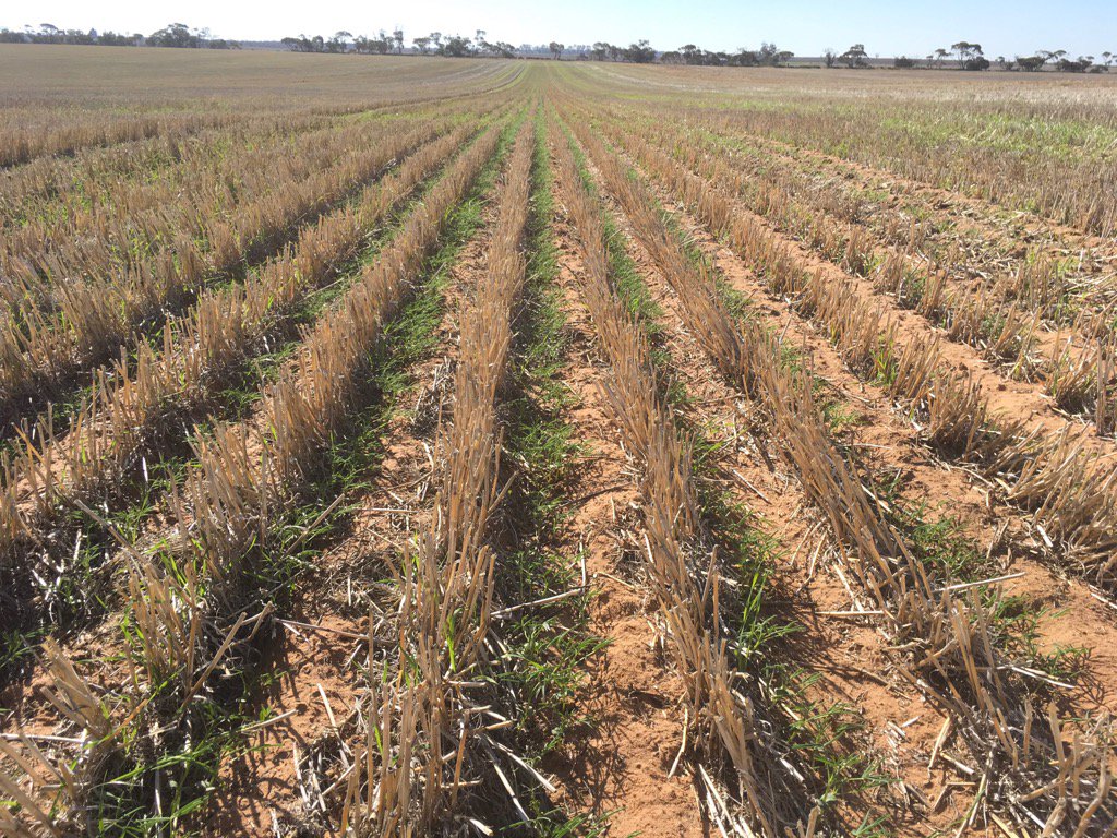 rick_rundell's tweet image. Paired row #rootboot sown lupins at Rainbow @rootbootfarmer