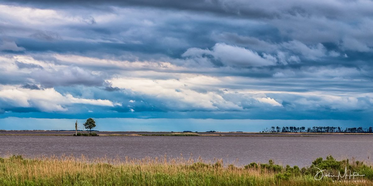 McIntoshImages's tweet image. Great trip to Blackwater Wildlife Refuge with @calvertphotos.  One of my favs from the day