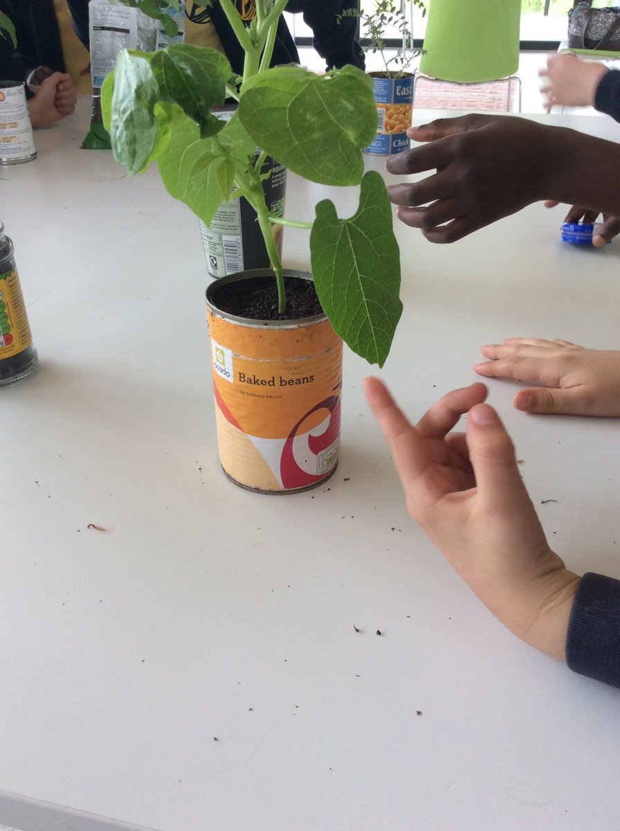 Adamsrill2b's tweet photo. Can you work out what each plant is? https://t.co/3qo4D4FKyG