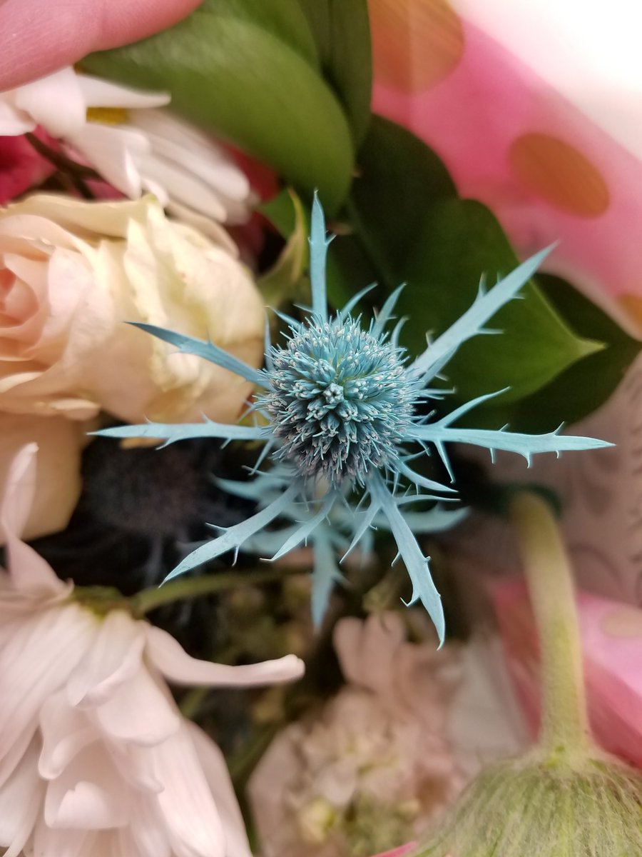 Does anyone know what this flower is?