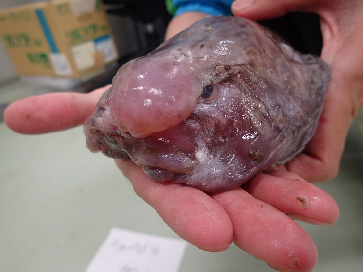 深海魚 ニュウドウカジカ ブロブフィッシュ 道化師 ピエロ 絵画 画家