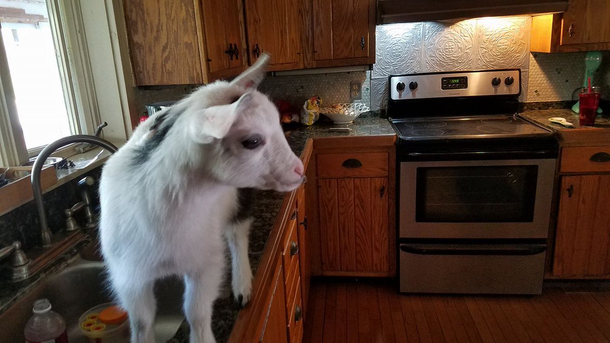 As a goat I want to receive a good job offer so that I don't have to counter it with something you should have offered in the first place.