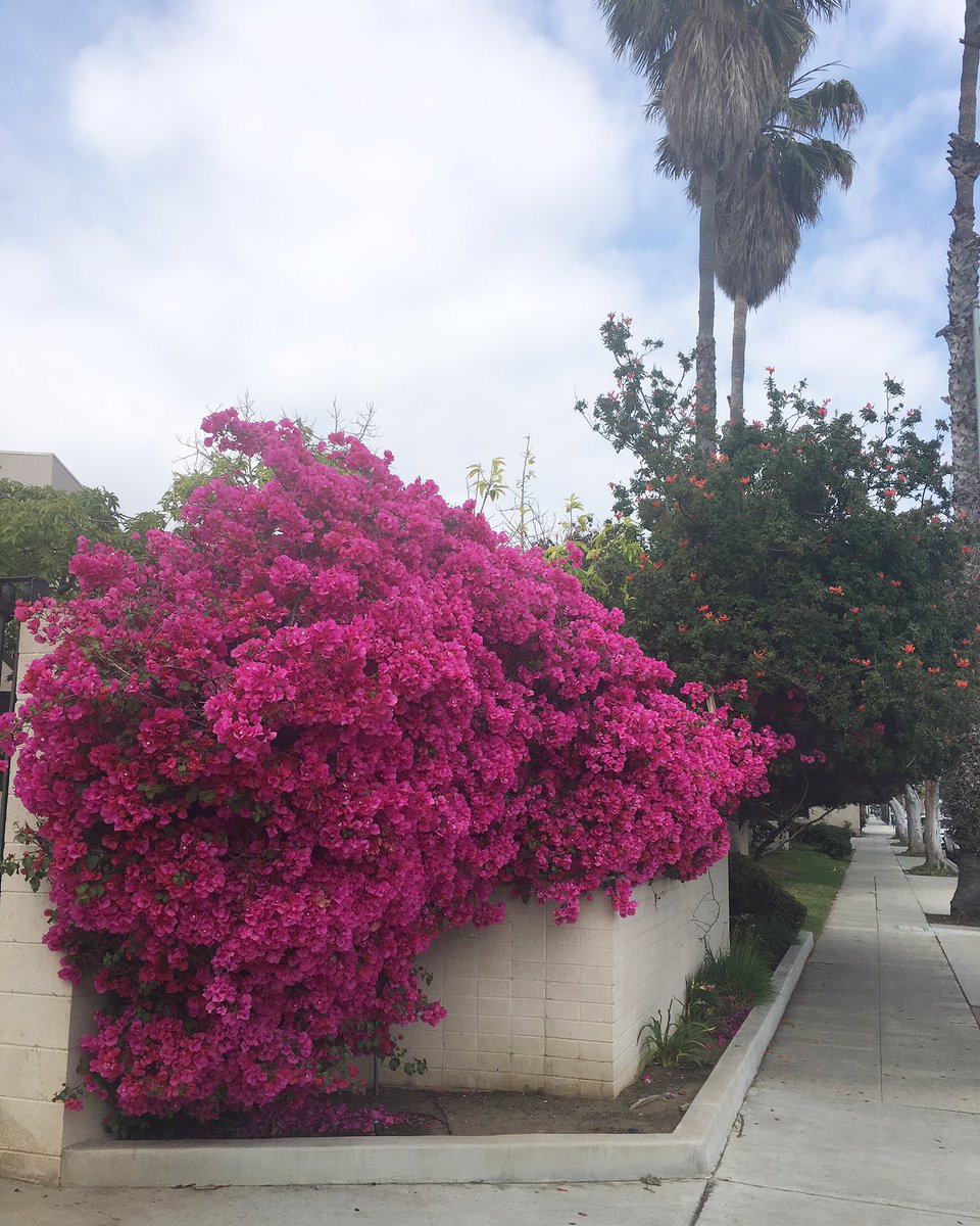 sisoosarah's tweet image. Almost a year later, this New Yorker is STILL adjusting to the punches of beauty to my eyeballs at every corner here in my new home. #cali