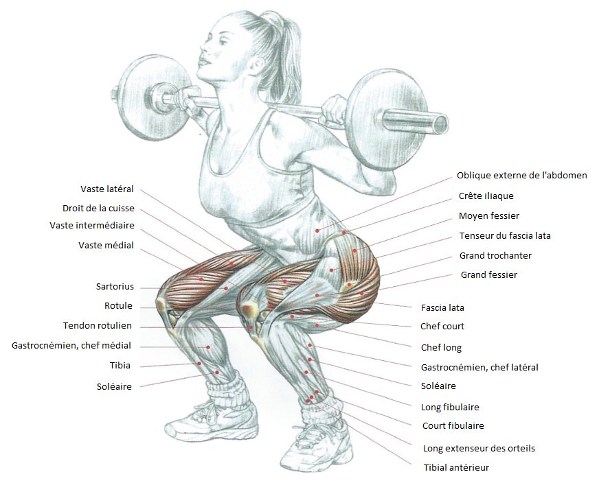 MotivationNGoal's tweet photo. Le squat arrière ! https://t.co/jBuBypK8oB