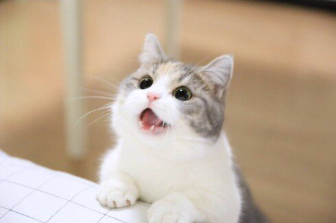 @childofthunder_ <a href="/ranyalf/">ranulf</a> nya!!!!