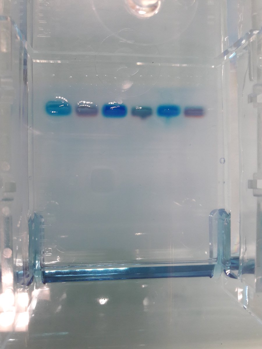 craigs_simon's tweet photo. Who did it? DNA fingerprinting and gel electrophoresis with Grade 9
#mslearns @ISB_MS https://t.co/Ur5eo5coGg