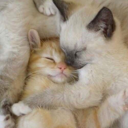 awesmoecats's tweet photo. #cute #cats #sweet #little #kittens #weheartit https://t.co/uHvgTxO6kI https://t.co/xPOUCgdzre
