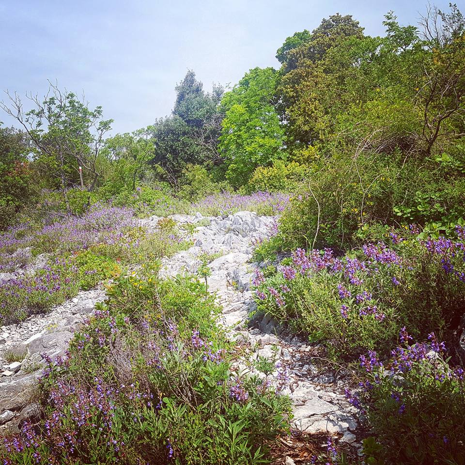 In questa giornata grigia un po' di colori grazie alla foto di <a href="/s1_trail/">S1 Trail</a> sul tratto finale del sentiero CAI 1 :-) #DiscoverTrieste #FVGlive