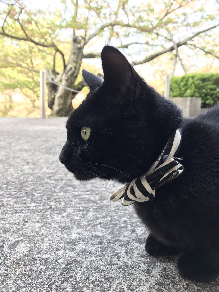 Mitsuaki / Mick on Twitter "the profile of a beautiful Black Cat 🐈 