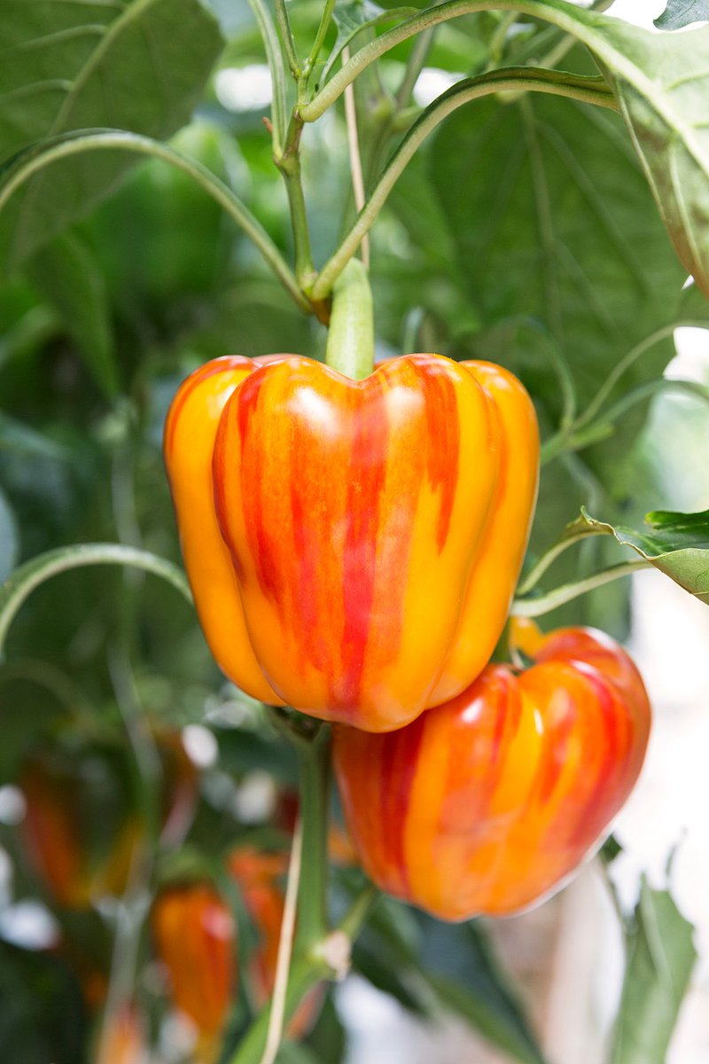 EnjoyaPepper's tweet photo. The first harvest of Enjoya of 2017 is available in the store! https://t.co/cL78C6EuNX #stripedpepper #tigerpaprika #enjoya https://t.co/JlVjCnZSPC