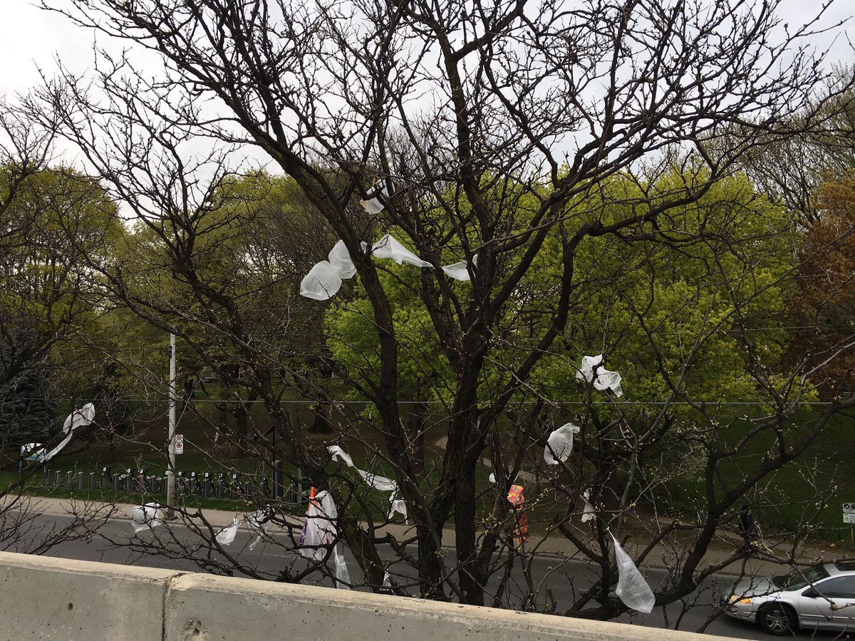 Hey <a href="/nofrillsCA/">No Frills</a> <a href="/DufferinMall/">DufferinMall</a> can you at least try to get plastic bags from trees? This is why it's called <a href="/TheDirtyDuff/">The Dufferin Mall</a> cc: <a href="/anabailaoTO/">Ana Bailão</a>