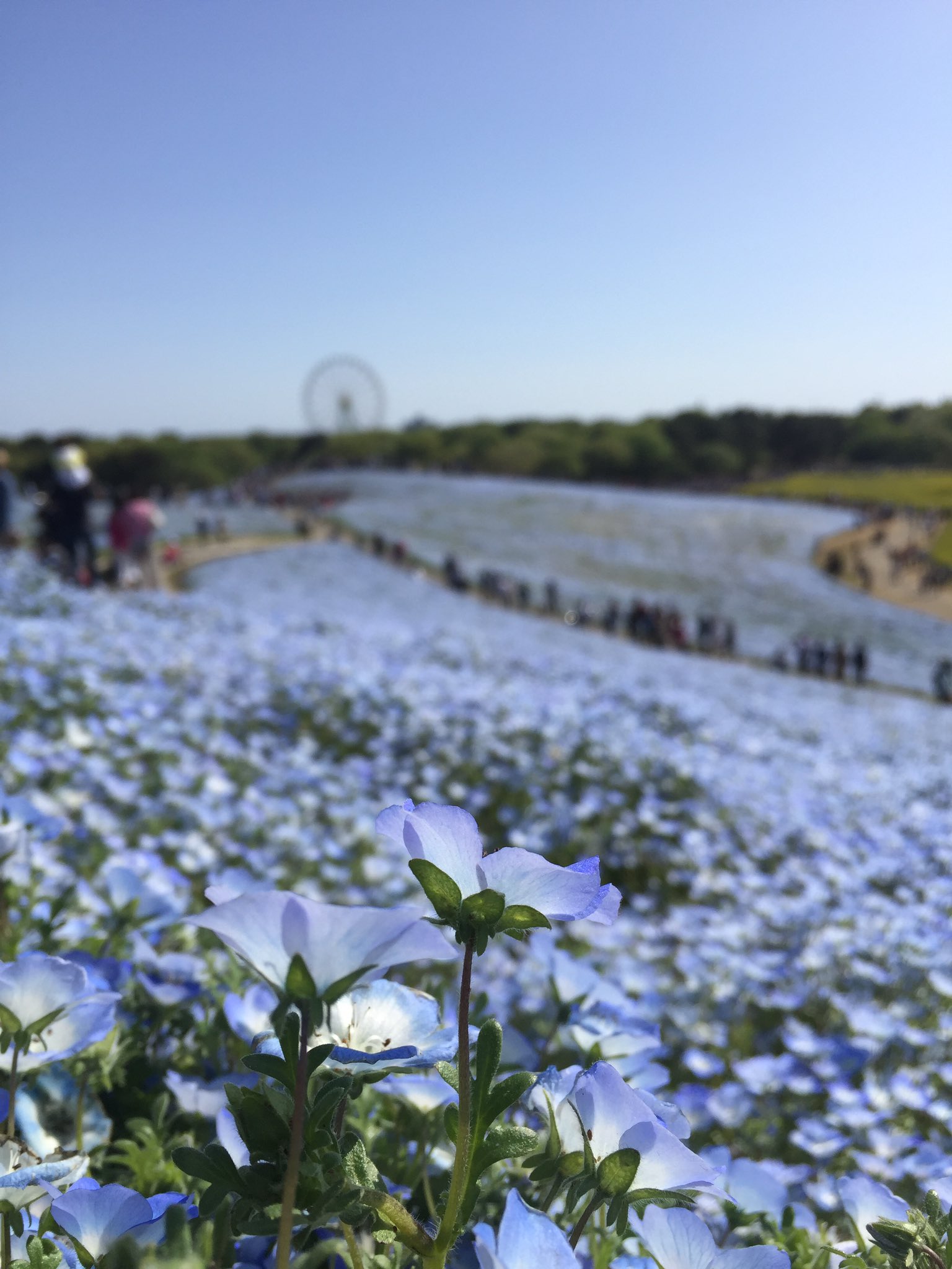 Fishyy Prettiest Ever Wallpaper Nemophila T Co y9jn8hon Twitter