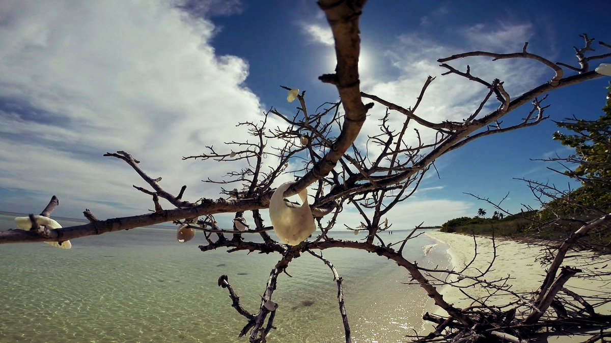 brandeelt's tweet photo. @RealSaltLife Would love some @RealSaltLife #swag 🏝️🏝️🏝️ https://t.co/ubkFBduFsm
