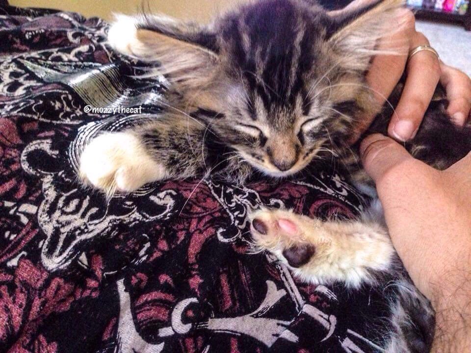 #TBT ❤️ with my daddy in my furrever home!!🐱❤️ #afteradoption #babyMozzy #MozzyTheCat #naptime #unconditionallove