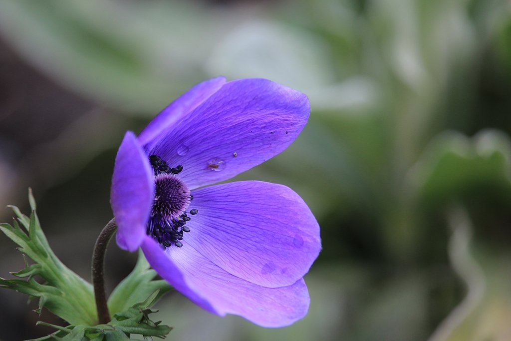 Spring in the garden.
pixelshoot.eu/spring-garden/
#spring #garden