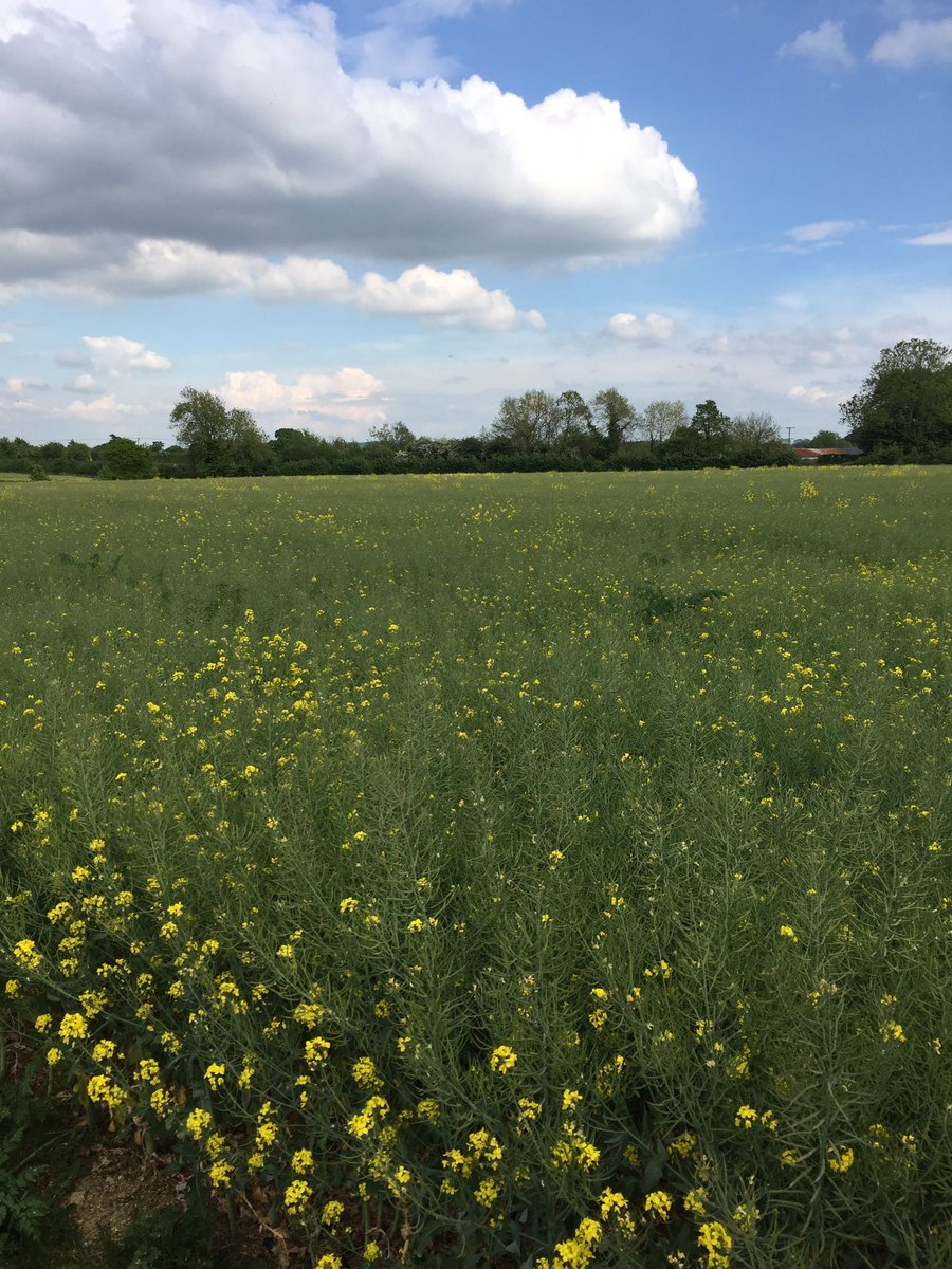 andy_fuss's tweet image. All the petals nearly gone ! Cmon rain we need a drink !🙏🏽🙏