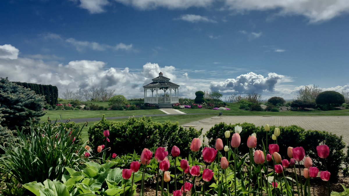 Spring #tulips at White Cliffs! #gazebo #flowergardens