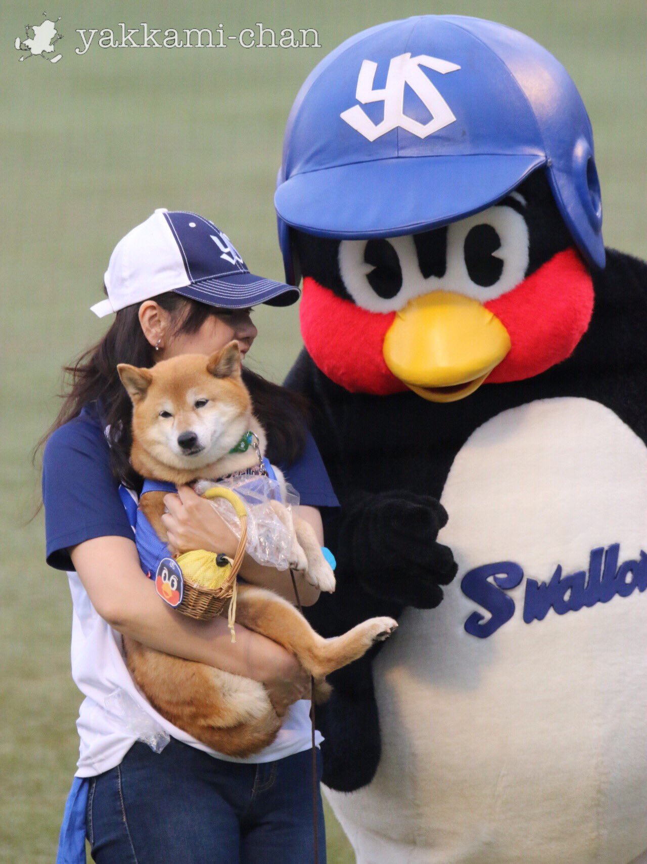 やっかみ王子 本日の癒し ベースボール犬 わさびちゃん つば九郎には全くなつかない T Co Ygzaanljew Twitter