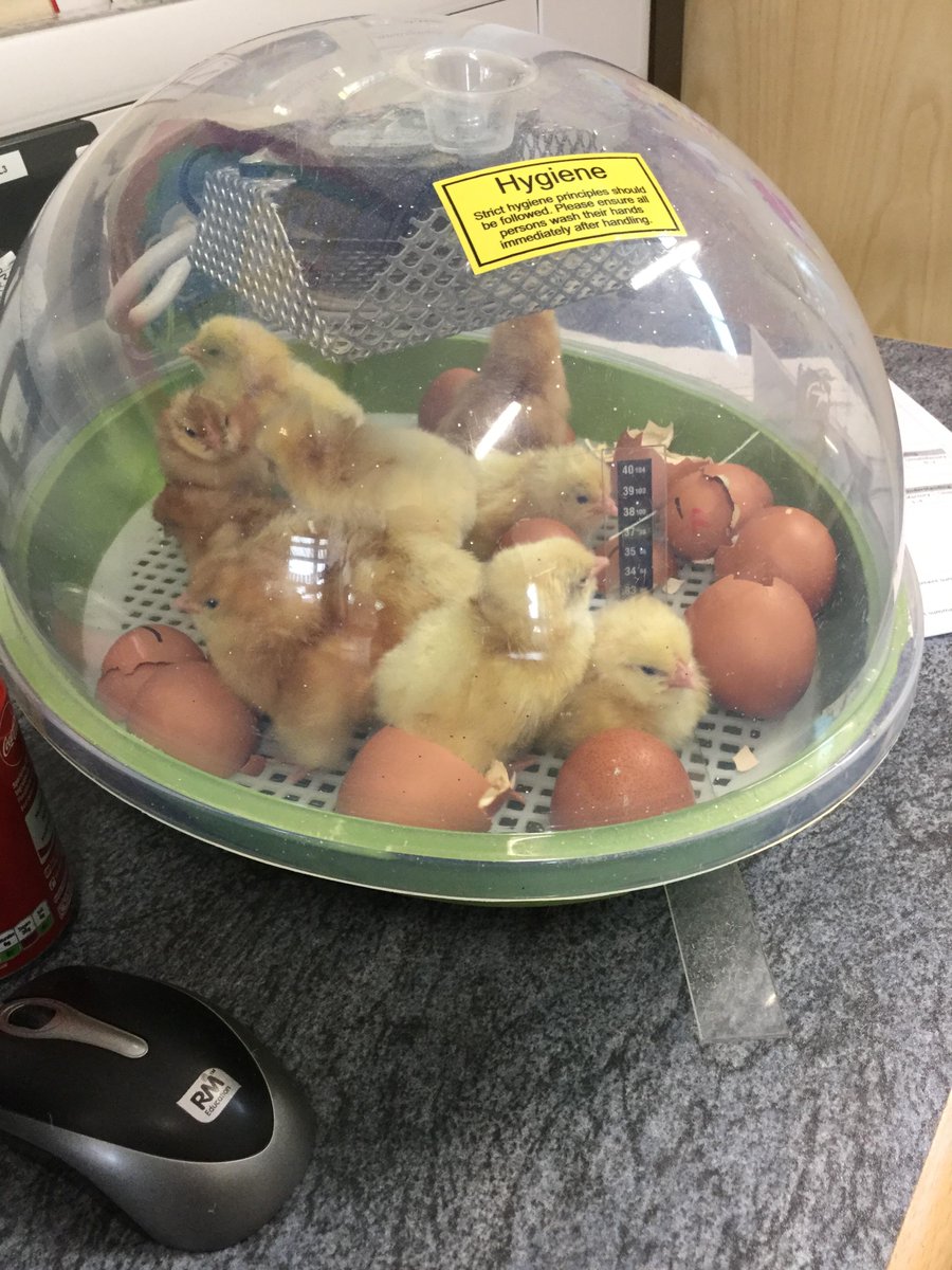 WellandAcad's tweet image. We have 10 chicks! Come and check out how fluffy they are 🐥🐥🐥🐥🐥🐥🐥🐥🐥🐥 #cheepcheep #year2learning #slovakiaclass #polandclass