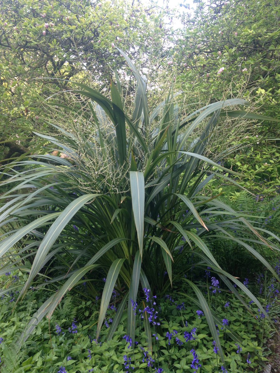 Trewidden Garden tweet media
