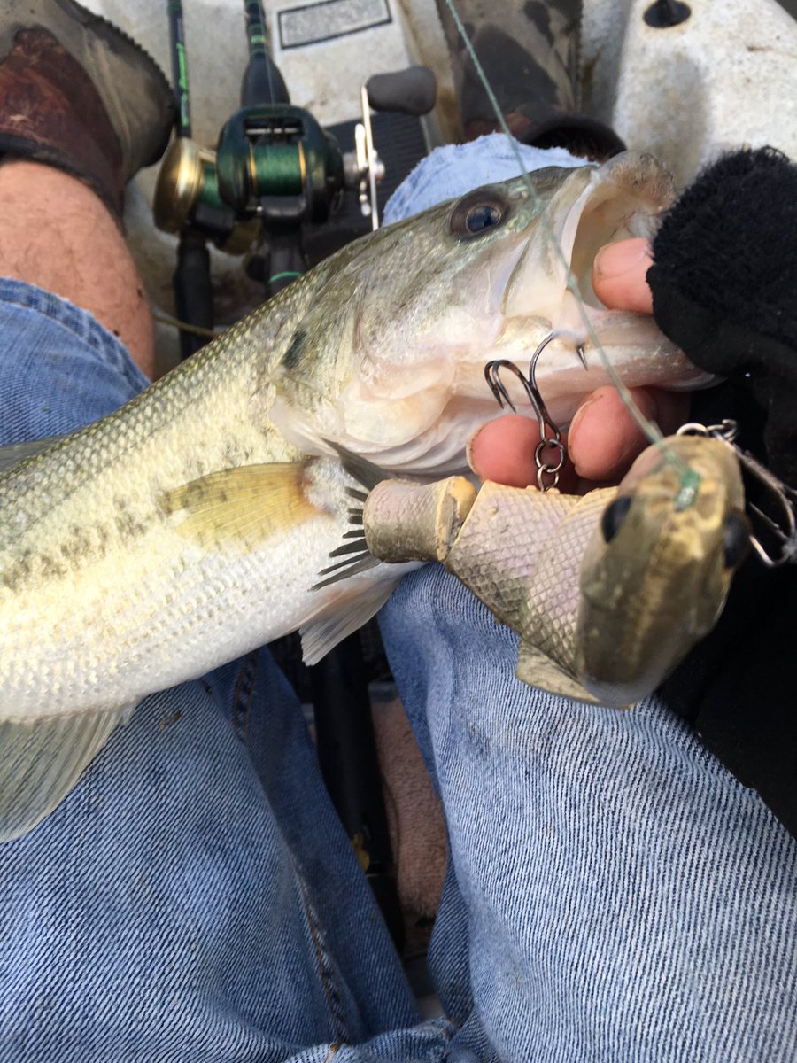 lapbass's tweet photo. Topwater city this morn.. Gobs of fun but no big bassy gurls.No complaints! https://t.co/KlsudwvAqz